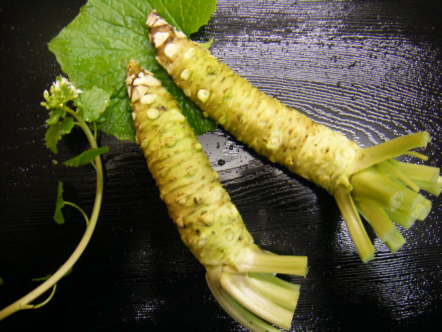 わさび園かどや 伊豆河津のお土産にぴったりの生わさび